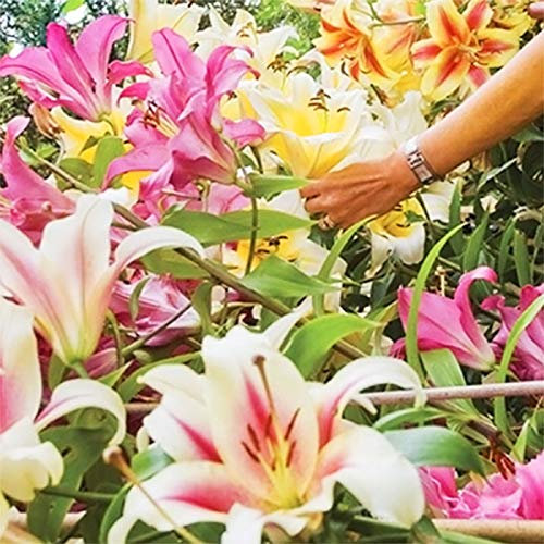 5 Giant Mixed Tree Lily Bulb Large Flower Fragrant Summer Pernnial Garden Plant Corm Collection