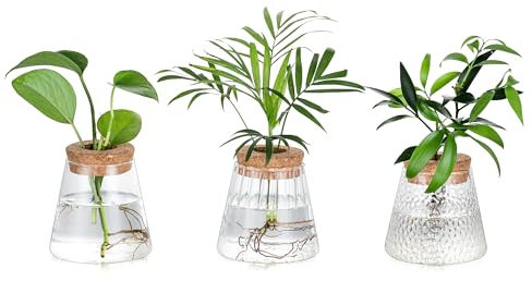Glasseam Pflanzen Propagation Station für Deko: Blumenvase Glas für Indoor Home Wohnzimmer Tischdeko Room Regal - Vintage Vase Terrarium Klein für Plant Blumen Zimmerpflanzen Pflanze Hydrokultur