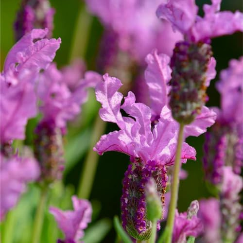 semi di lavanda - balcone serra in vaso per arredamento ufficio giardino letto rialzato da balcone raro giardino roccioso da roccioso 500pcs