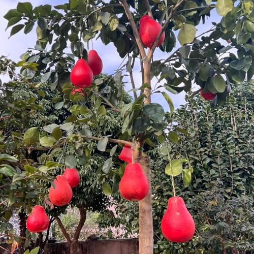 Semi di pomelo, Citrus Maxima, esotiche resistenti da balcone resistenti frutteto 35pcs
