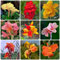 9 Bulbi Di Giglio Di Canna - Bulbi Di Fiori Primaverili, Piante Da Balcone Tuberi Di Canna - Canna Indica - Bulbi A Fioritura Primaverile, Piccoli Regali Mix Di Fiori, Piante Da Giardino Roc