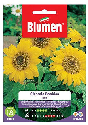 SEMI GIRASOLE BAMBINO NANO BLUMEN SEMENTI FIORI