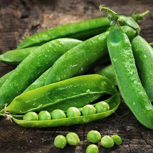 kiskick Züchten Sie Ihre eigenen Gemüsesamen – 300 Stück/Beutel Erbsensamen, natürliche, hochkeimende, mehrjährige Gemüsesämlinge für den Bauernhof Erbsensamen