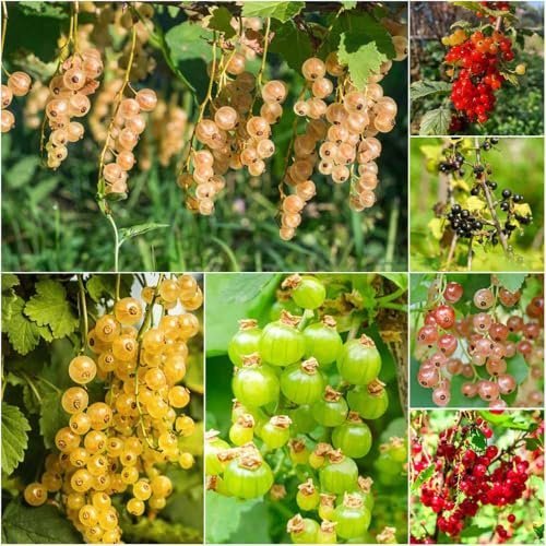 grosella espinosa - semillas de interior en de jardin Semillas para perennes balcon 250pcs