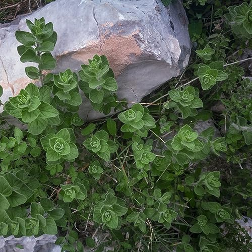 mejorana - Origanum majorana - de jardín de interior Semillas hortalizas y medicinales balcón Cultivo hortalizas invierno sostenibles orgánicas 500semillas