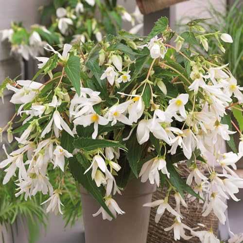 Bulbos de BEGONIA | Bulbos de los mejores productores holandeses | Selección exclusiva y control de calidad | Floración garantizada. (1 Bulbo de Begonia Boliviensis White Tinkle Tree)
