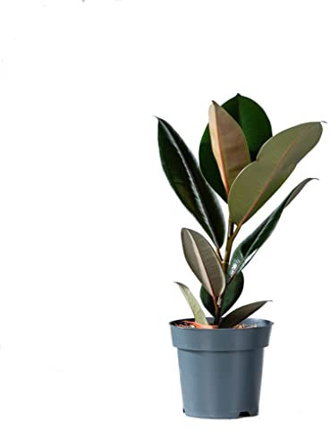 Ficus Elastica Abidjan Natural Árbol de Grandes Hojas Ovaladas
