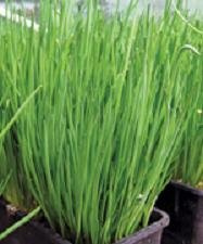 Chives Nelly Allium schoenoprasum 250 Seeds