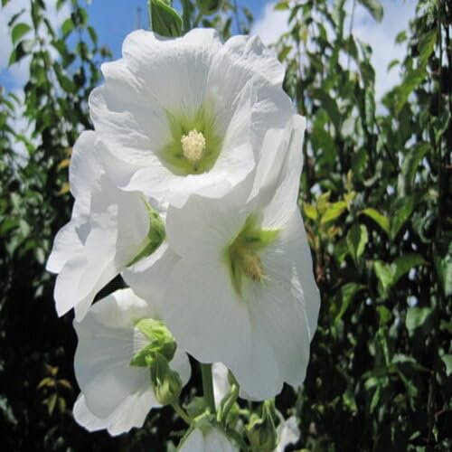 Semi di malvarosa gigante 100 pezzi bianchi