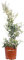 Pianta di Ligustrum Texanum Silver Star Pianta di Ligustro Silver Star pianta da esterno pianta ornamentale da giardino pianta variregata pianta vera venduta da eGarden.store