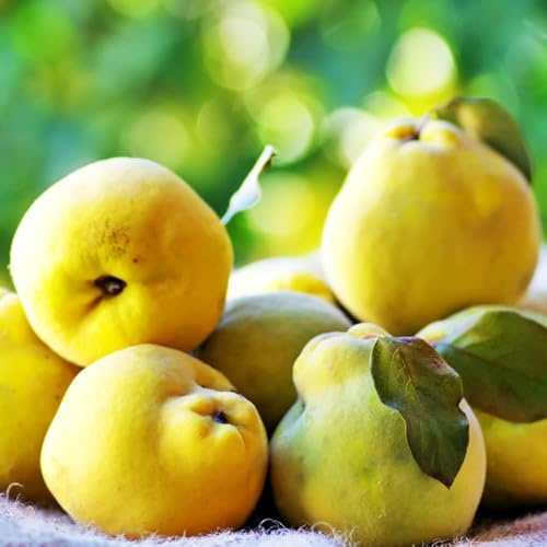 semillas resistentes del membrillo, resistentes para jardín, columnar resistente, raras semillas organicas de bonsái 100pcs