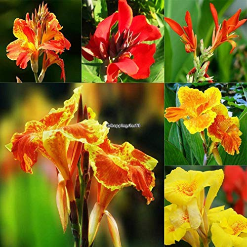 Portal Cool Tipo1 10: Verde Ornamentale Colore miscelazione Balcone Giardinaggio Semina Facile Alfalfa Eh7E:Seeds