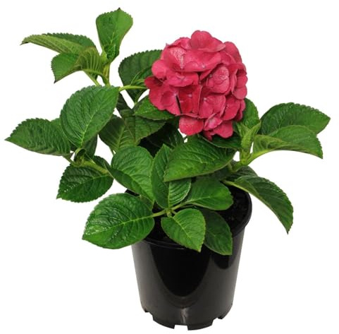 Planta Viva de Hortensia Rosa – Pink Hydrangea para Jardines Balcones o Patios Floridos