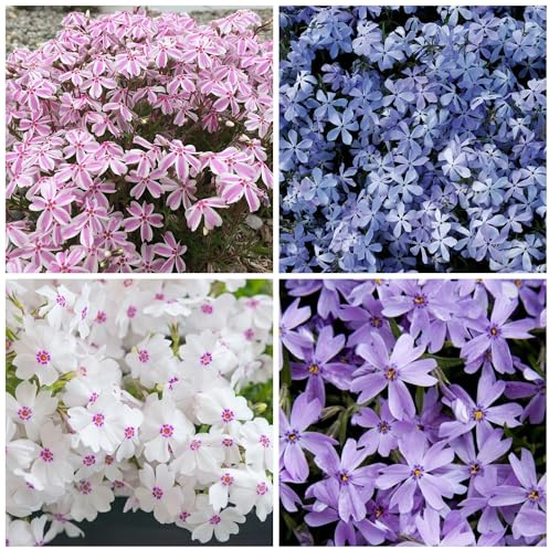 1200+ Creeping Phlox Seeds for Planting - Annual Phlox Seeds Perennial Ground Cover Plants for Home Garden Outdoor