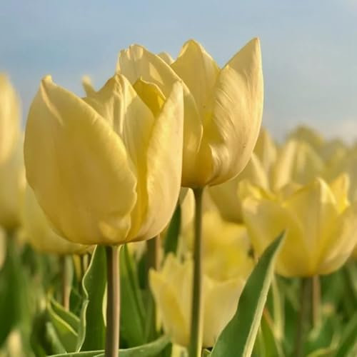 tulpenzwiebeln winterhart mehrjährig, tulpen zwiebeln - herbstblumen, frühlingsblumen zwiebeln bulbs tulpenzwiebel, balkonpflanzen, gartendeko für draußen topfpflanzen draußen 2pcs
