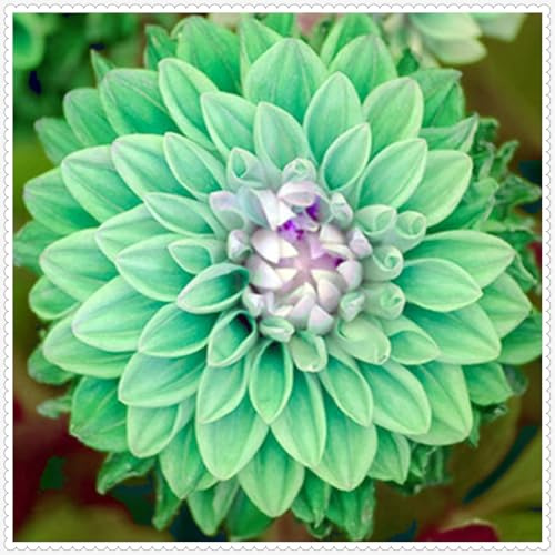 Decorativo/tubérculos de dalia perennes,excelente adorno,Gracia/Comprar tubérculos de dalia/resistentes.-10unidad-G