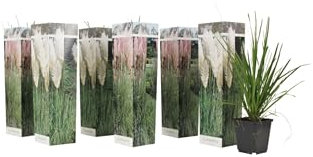 Plant in a Box - Erbe della pampa bianche - Mix di 6 - Rosa - Cortaderia selloana - Vaso 9cm - Altezza 25-40cm