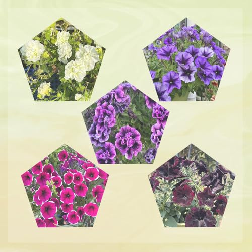 semillas de petunia, primavera, para el jardín resistentes al invierno. perennes 250pcs
