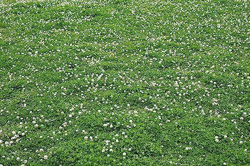 20000+ Bianco Di Trifoglio, non OGM, varietà autoctona a impollinazione libera, per prato, copertura del terreno