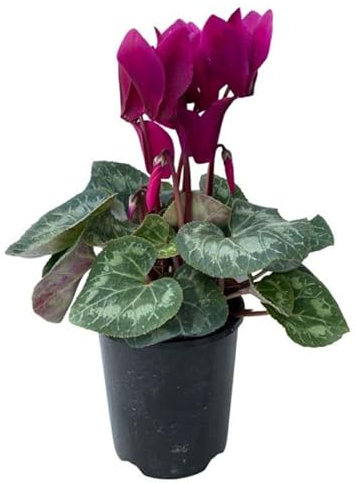 Flor Natural Violeta de los Alpes Cyclamen Mix Color Planta para Decorar el Hogar