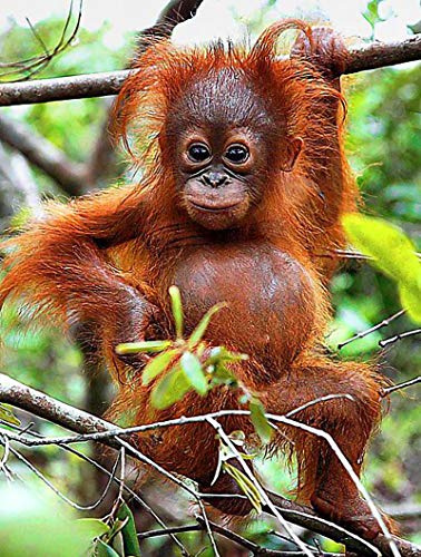1000 Piece Cute Baby Orangutan Climbing a Tree Wooden Jigsaw Puzzle for Adults and Children, Wall Decoration, Educational Intellectual Jigsaw Puzzle Fun Game Preschool Toys Kids Gifts