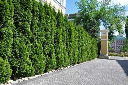 15st. Thuja Smaragd 140-160cm ohne Topf gemessen | XXL Lebensbaum | Immergrüne Heckenpflanze | Schmal, pflegeleicht & winterhart, Baumschulqualität, Topfware