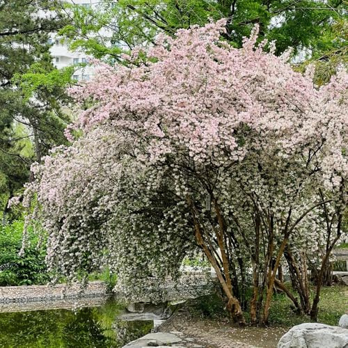 Semillas de arbusto de perla rosa, variedades antiguas Semillas de Kolkwitzia amabilis, Decoración de jardín para exteriores de exterior resistentes 500pcs