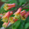 Pink: New Rare 50 PC/Beutel chilenische Glockenblume (Lapageria Rosea) Samen, Evergreen, Lasting, Halbschatten, Diy Garten-Blumen-Pflanze, Rosa