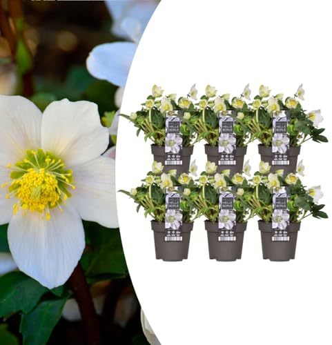 Helleborus niger ‘Christmas Carol’ Schneerose – 6 Pflanzen – Christrosen 12cm – Winterblüher mit weißen Blüten – Immergrüne & winterharte Stauden – Für Garten, Beet & Kübel