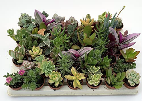 Pungilandia Set N. 46 piante grasse in vaso cm. 3,5 tutte senza spine