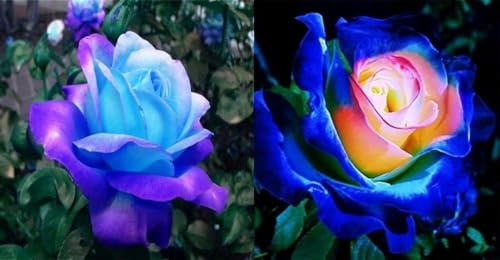 100 Pcs Rare Lavender hues Pink Roses Climbing Plant Seeds Balcony Garden Potted Rose Heirloom Flowers Yard Decor