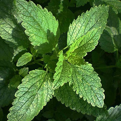 MELISSA 600 SEMI repellente melissa