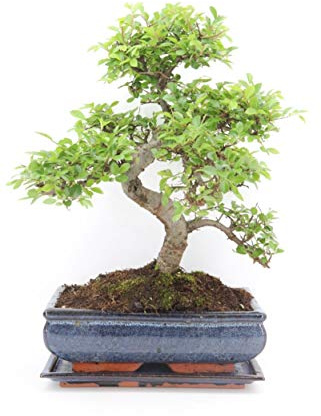Chinese Elm Bonsai Tree - You Choose (Large Chinese Elm)