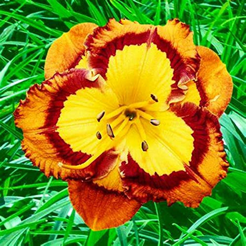 issimi fiori ornamentali,Rizoma di Hemerocallis,In vaso in tutte le stagioni,Piante coltivate nel suolo domestico-20 Rizomi,1
