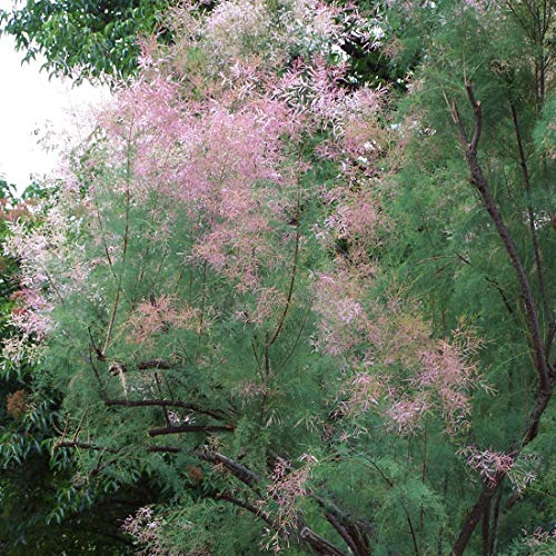 Tamarix Ramosissima 'Pink Cascade'- Tamaris d'été 'Pink Cascade' 60-80 cm en conteneur
