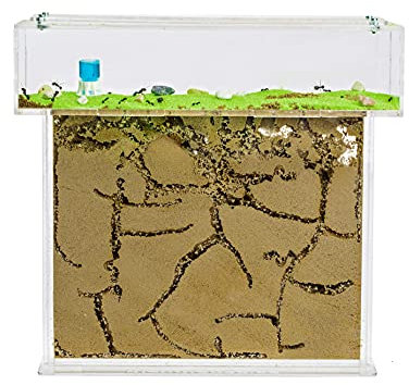 AntHouse - Natürliche Ameisenfarm aus Sand | T Acryl Set Big 25x20x1,5 cm | Inklusive Ameisenkolonie
