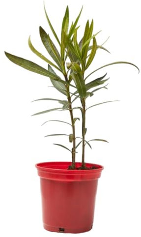 Verdecora Adelfa | Nerium Oleander | Laurel de flor, Trinitaria | Planta Arbusto Natural de exterior con flor | Surtido variado colores Rojo, Rosa o Blanco (Maceta Ø13cm)