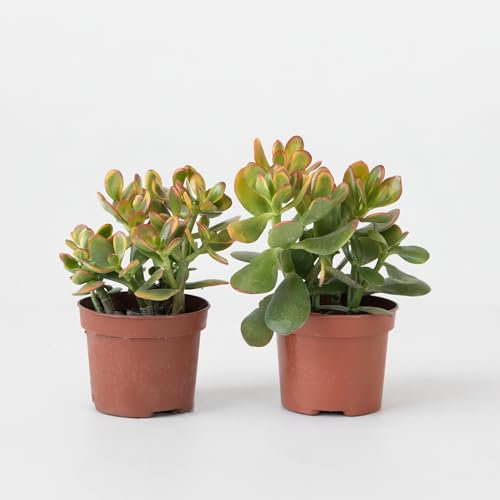 Plant in a Box - Arbre de jade - Lot de 2 - Crassula ovata 'Sunset' - Hauteur 15-20cm - Pot 12cm - Plante d'intérieur - Succulente