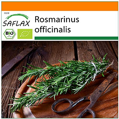 SAFLAX - Jardin dans le sac - BIO - Romarin - 40 graines - Avec substrat de culture dans un sac de levage facile à manipuler. - Rosmarinus officinalis