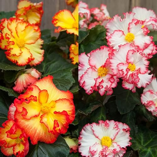 Crispa Begonien Mix | Blumenzwiebel | Knolle | Topfpflanze | Geeignet für Kübel | Gemischt | 100% Blütegarantie | QFB Gardening