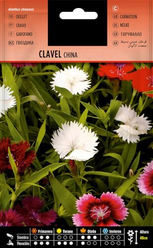 Dianthus Chinensis Sobre de Semillas DECOALIVE de Flor Clavel Chino