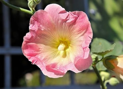 100 graines de fleurs de rose trémière fraîches et neuves