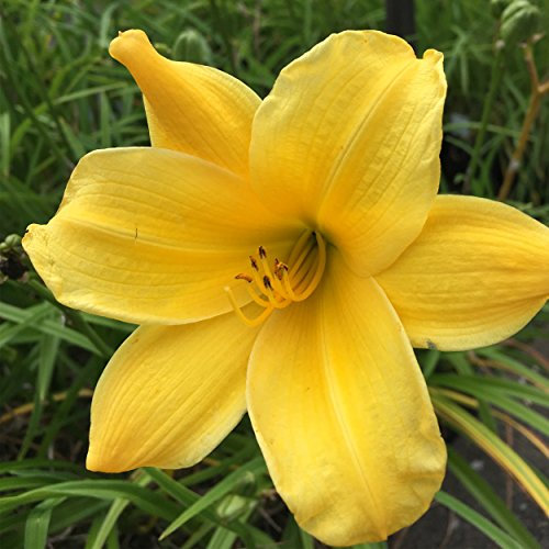 Blumixx Stauden Hemerocallis Hybride 'Jake Russel' - Taglilie goldgelb