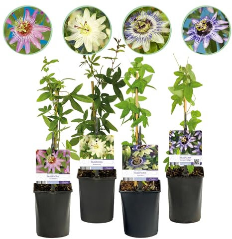 GreenboutiQ - Fleurs de Passions - Passiflora Rainbow - Fleurs Rose Blanc Violet Vert - Peu d'entretien - 4 plantes - Pot 11cm Hauteur 40cm