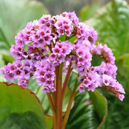 Bergenia de cobertura resistentes balcón interior raros jardín 300semillas
