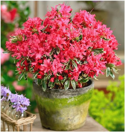 GrowOn Shrubs Dwarf Japanese Azalea Japonica 'Silver Sword' | Evergreen Shrub | Outdoor Garden Ready Plant | Spring Flowering | Reddish-Pink Flowers