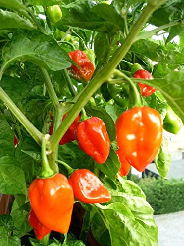 25 Peperoni semi di nero non - OGM non - ibrida USGrown Organic SEME PICCOLO