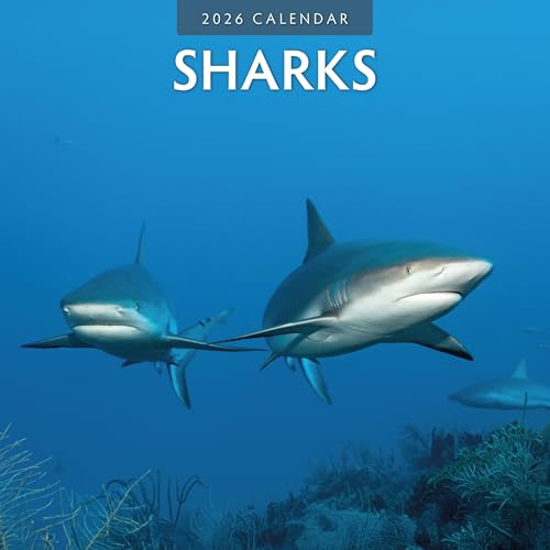 Red Robin 2026 Sharks Monthly Wall Calendar | 12 x 24 Open | Premium Thick & Sturdy Paper | Hangable 12 Month Calendar | Lined Notes & To Do Area | Vivid Images | Plastic Free
