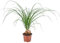 Bloomique - Beaucarnea Nolina - Pied d'Éléphant - Plantes d’intérieur - Dépolluante - Pet Friendly - Facile d’entretien - 30-40 cm de Haut - Pot 12 cm