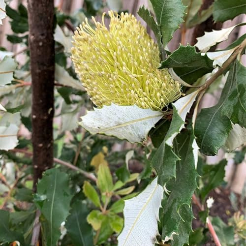 Vivai le Georgiche - Pianta vera di Banksia integrifolia - vaso Ø 17 cm